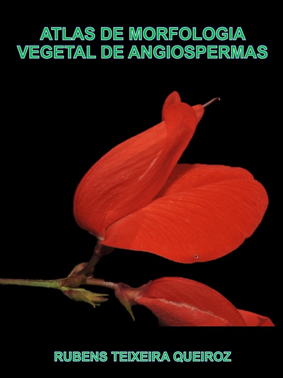 Atlas de morfologia vegetal de angiospermas