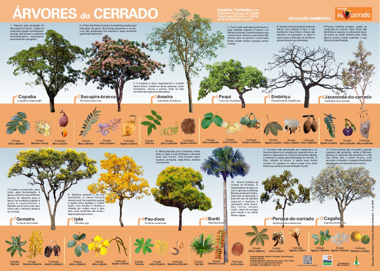 Árvores, frutos e animais do Cerrado