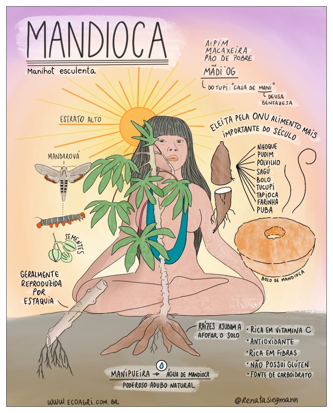 Mandioca (infográfico)