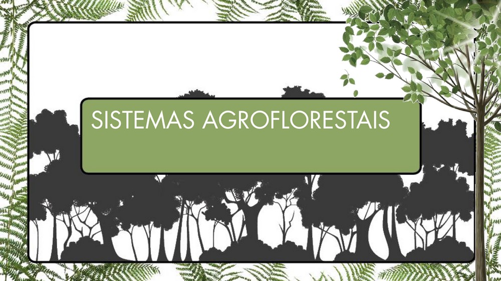 Princípios da Agrofloresta Sucessional