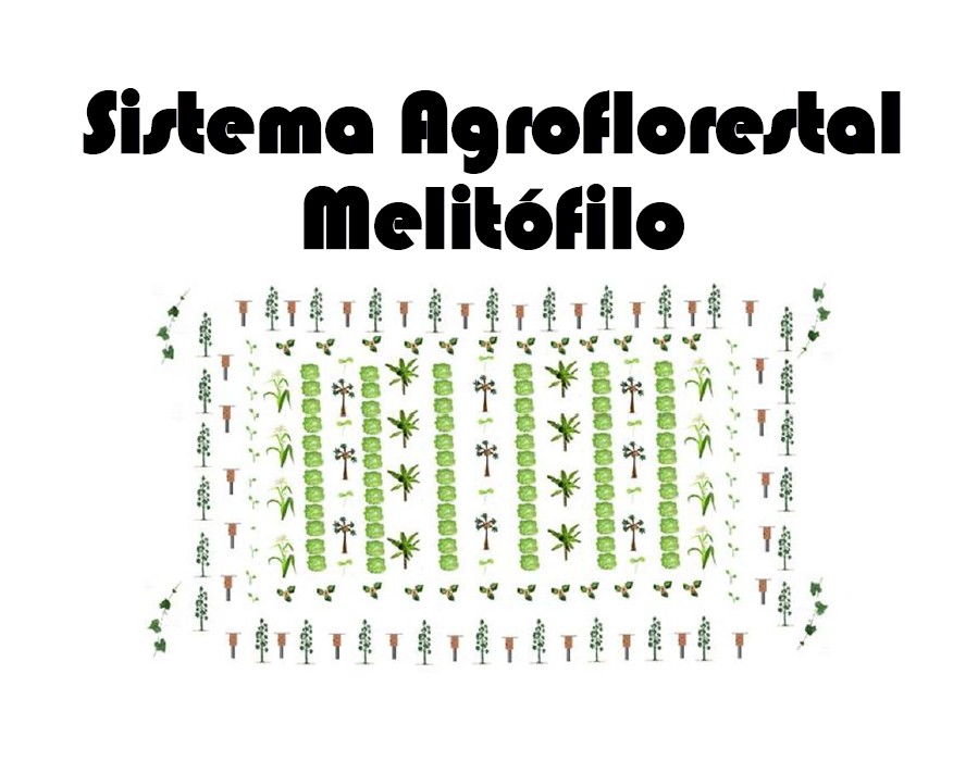 Sistema Agroflorestal Melitófilo