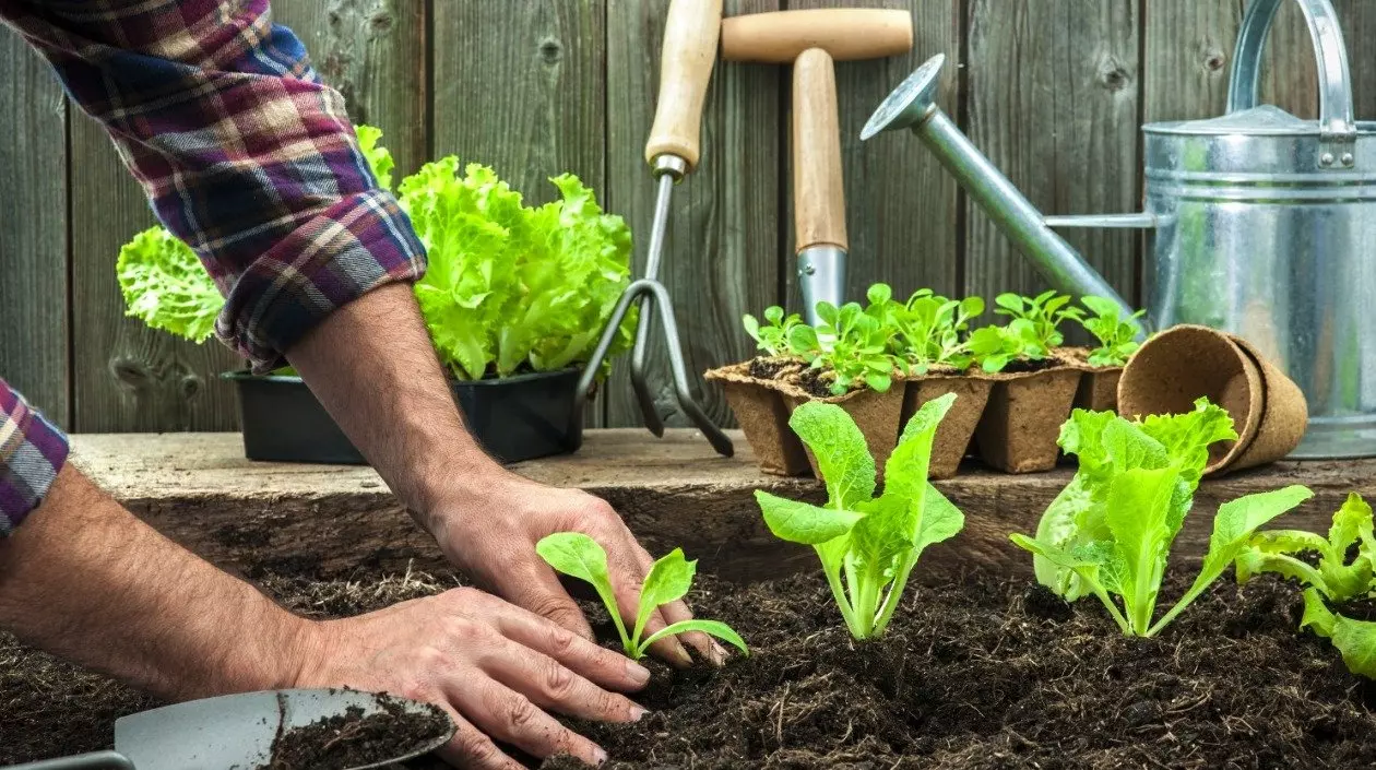Cultivando a saúde: hortas fitoterápicas auxiliam no bem-estar da população