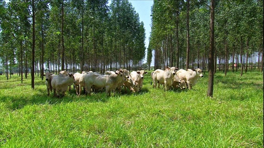 iLPF: os benefícios econômicos e ecológicos da integração Lavoura-Pecuária-Floresta para o país