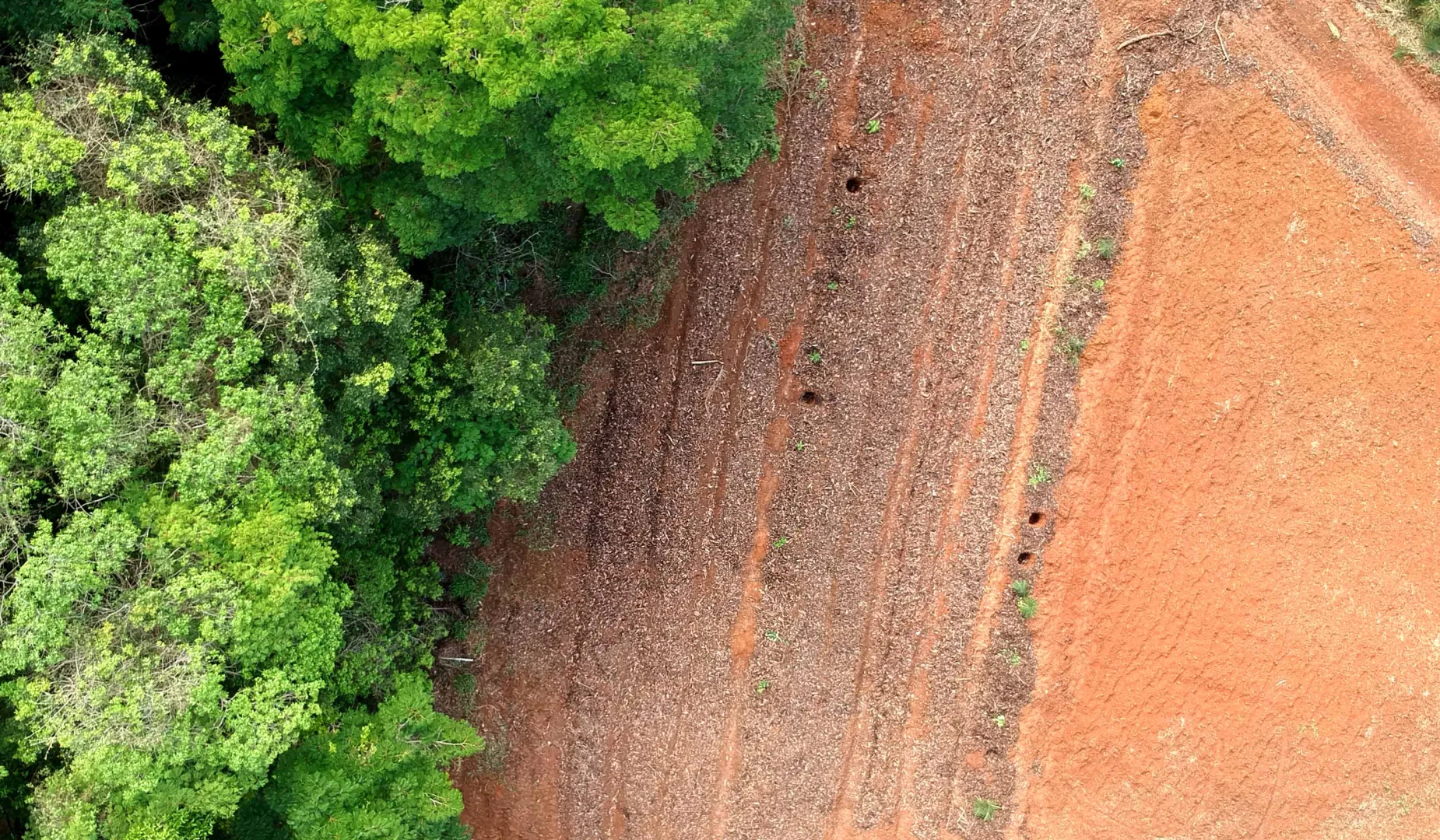 Como fazer um sistema agroflorestal sintrópico sem irrigação