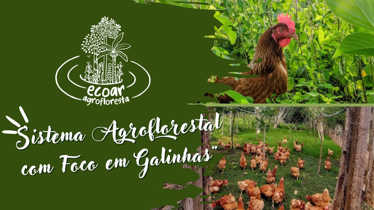 Sistemas agroflorestais com o foco na criação de galinhas