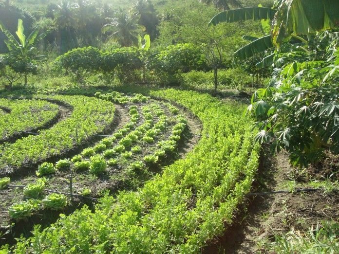 Agricultura Sintrópica: Salvando o solo da degradação