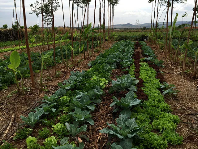 Agricultura sintrópica por Ernst Götsch