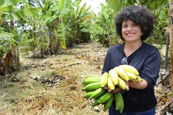 Agrofloresta se torna alternativa ao método de cultivo convencional