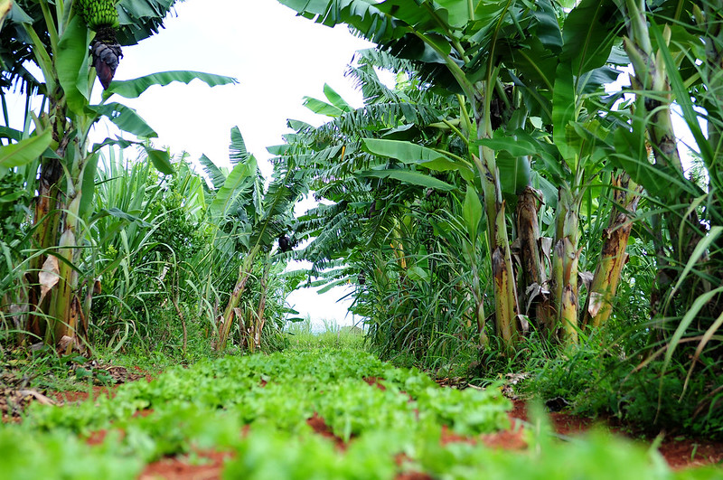 Agroecologia: o que é e características