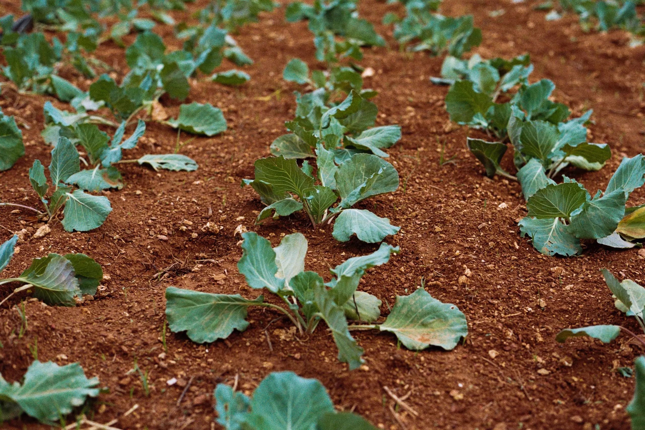 4 contribuições da agroecologia para a saúde do Brasil