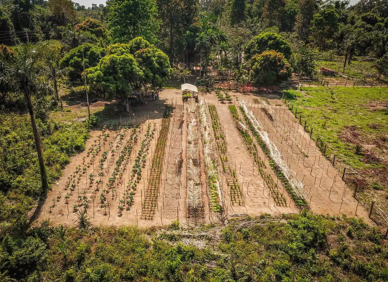 Agrofloresta: você sabe o que é e como se faz?