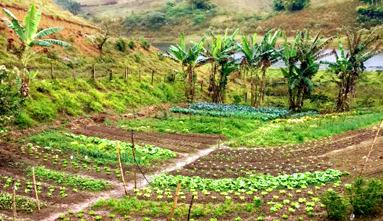Agricultura sintrópica e sistemas agroflorestais para um agro mais sustentável