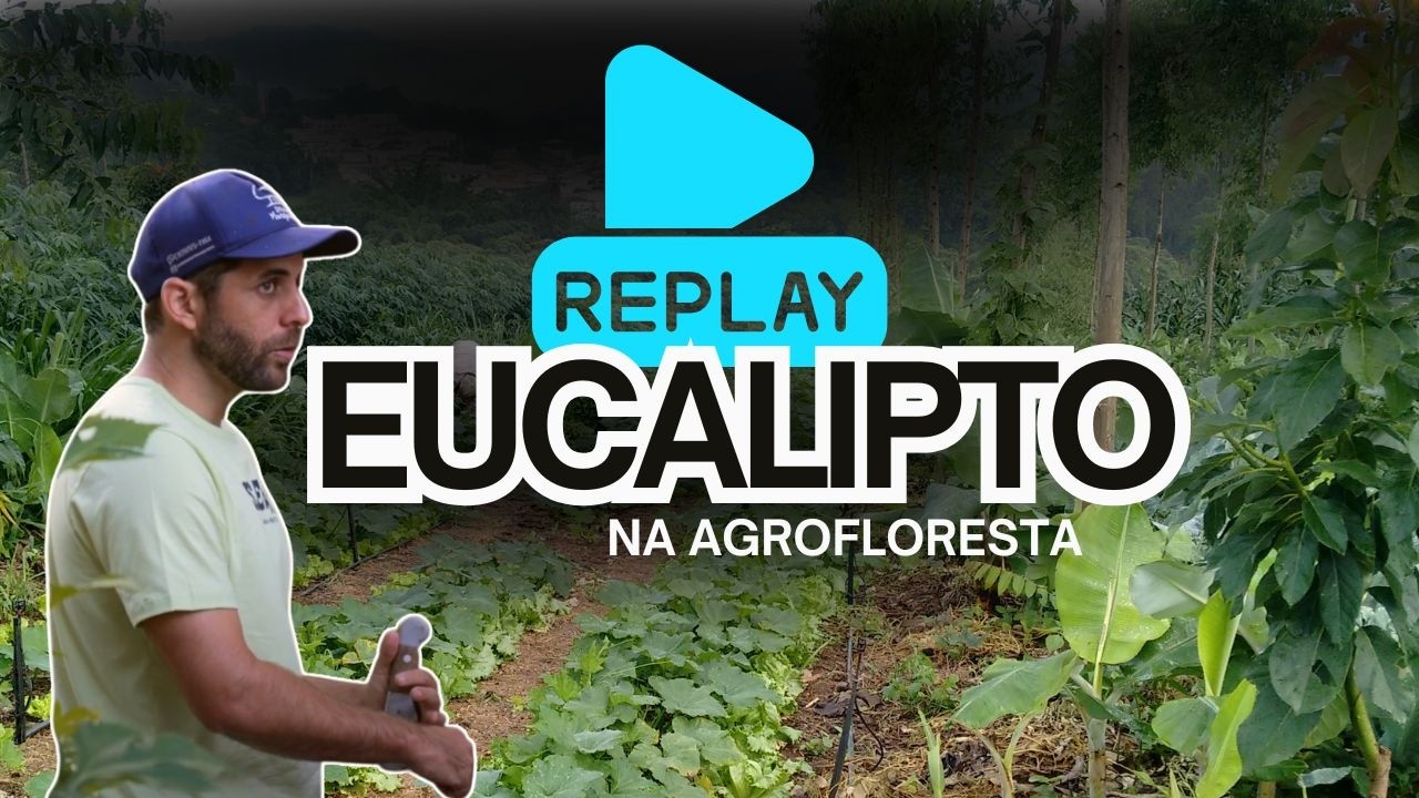 Tudo sobre o Eucalipto na Agrofloresta
