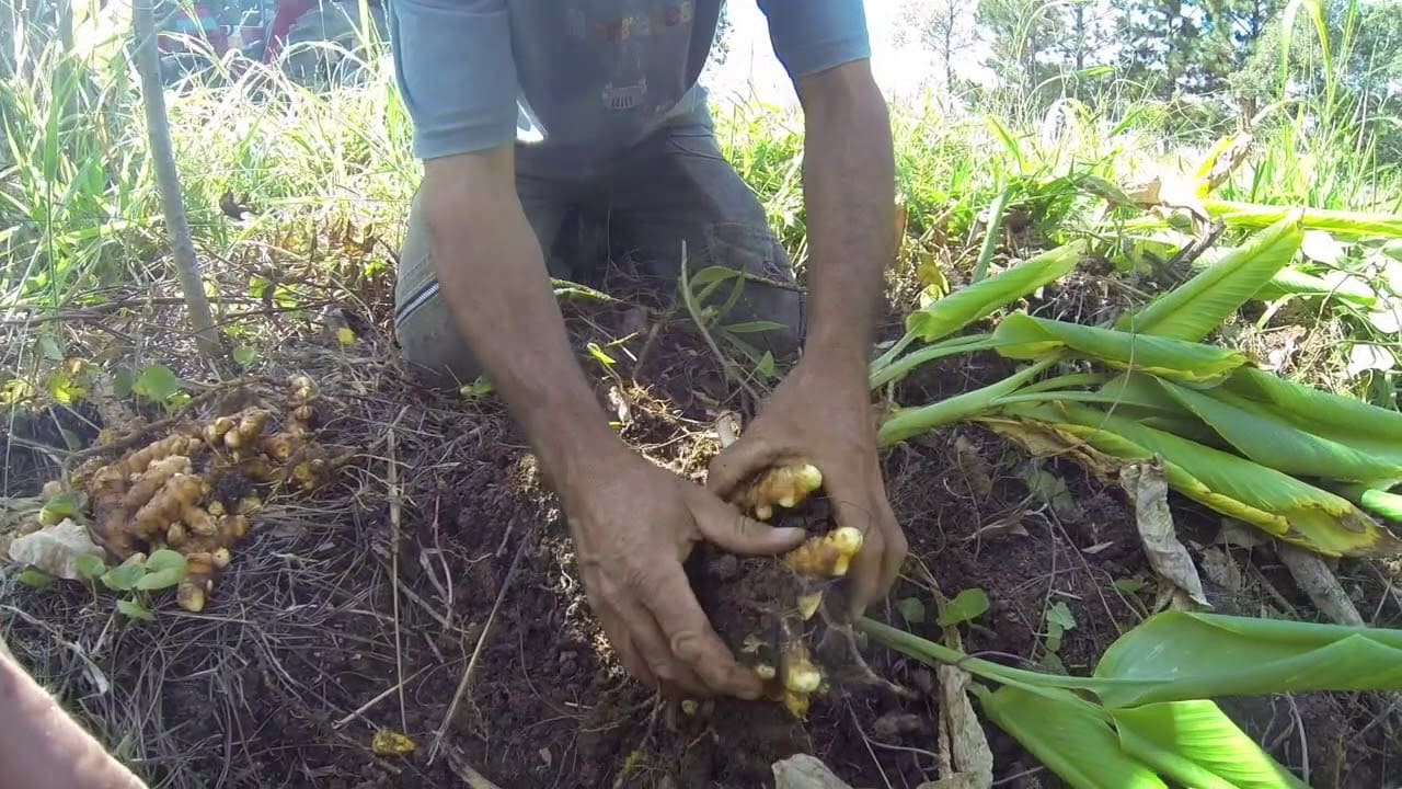 Agrofloresta: manejo da linha de árvore