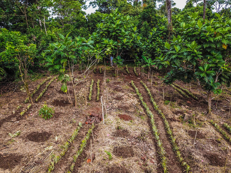 Permacultura no Quintal
