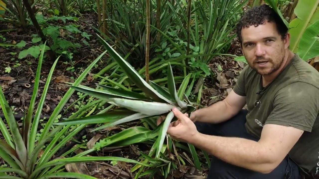 Do preparo da muda ao plantio do abacaxi na agrofloresta