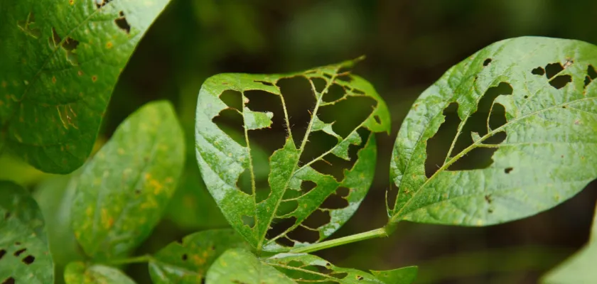 Colheitas protegidas: a revolução do manejo integrado de pragas