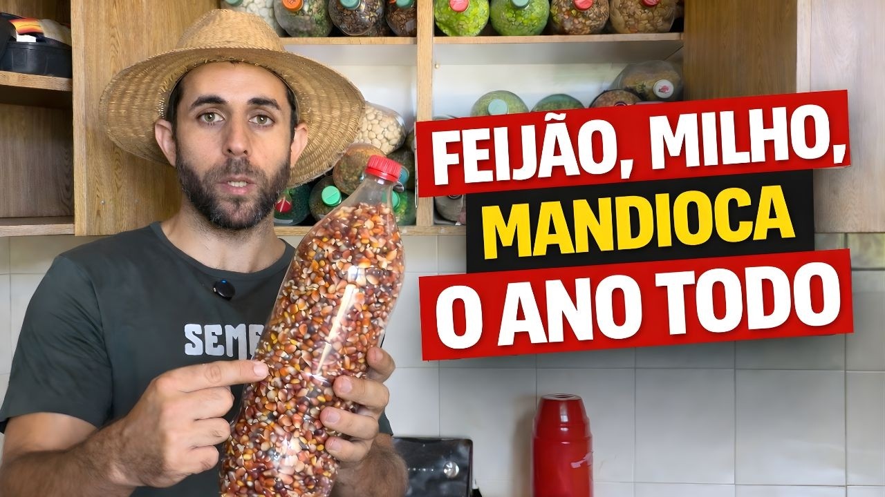 SAF de grãos e tubérculos: como produzir alimento na Agrofloresta
