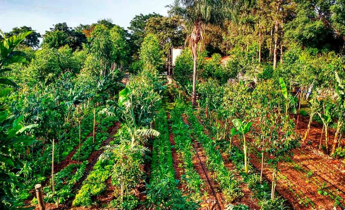 Sistemas Agroflorestais (SAFs): o que são e como aliam restauração e produção de alimentos