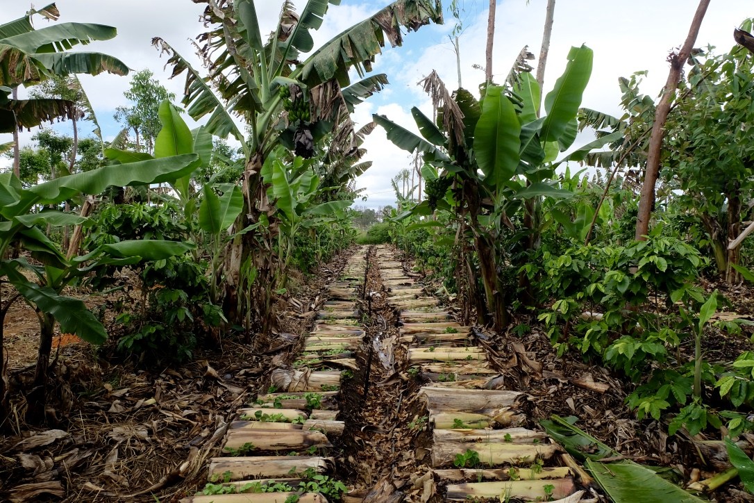 Agrofloresta Sintrópica trabalha com a recuperação pelo uso