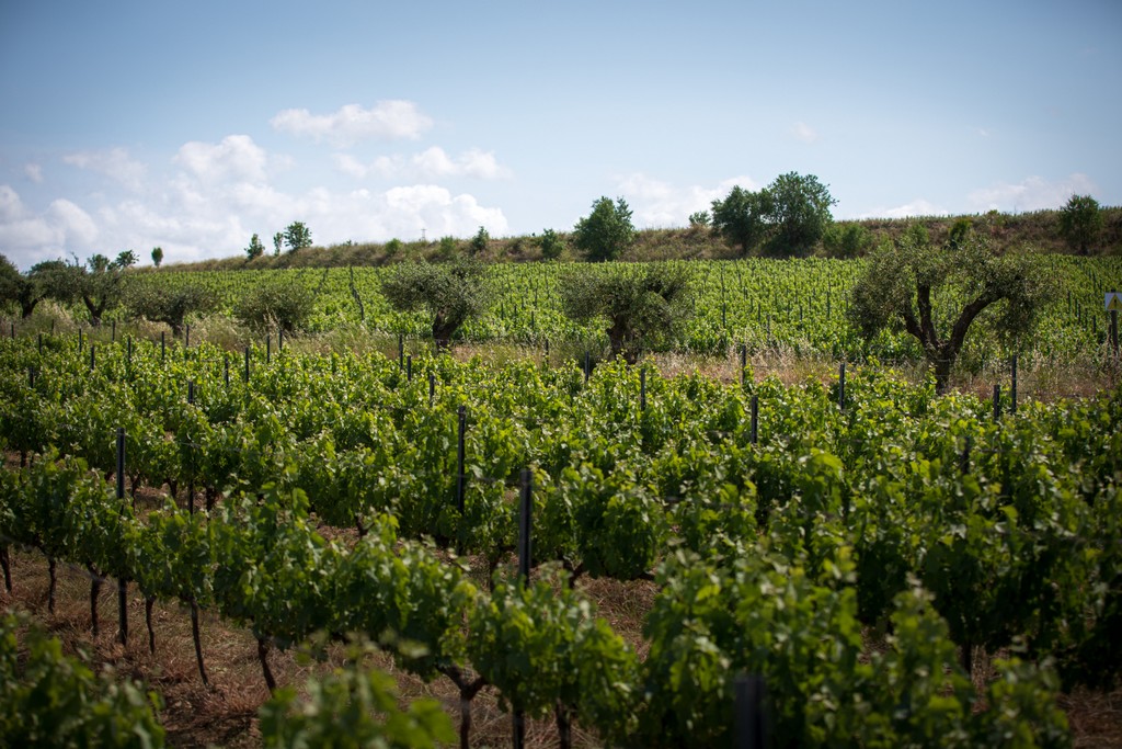 A agricultura sintrópica e sua aplicação na viticultura regenerativa